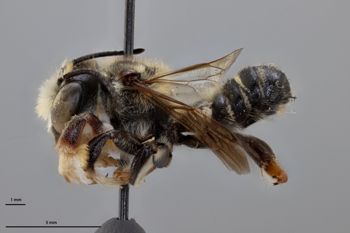 Media type: image;   Entomology 788896 Aspect: habitus lateral view